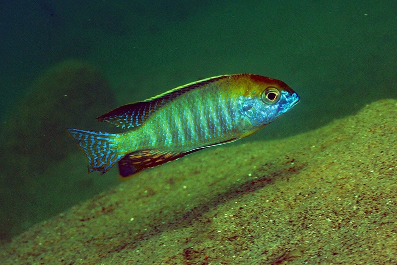 Lethrinops auritus 'Nkhata Bay'